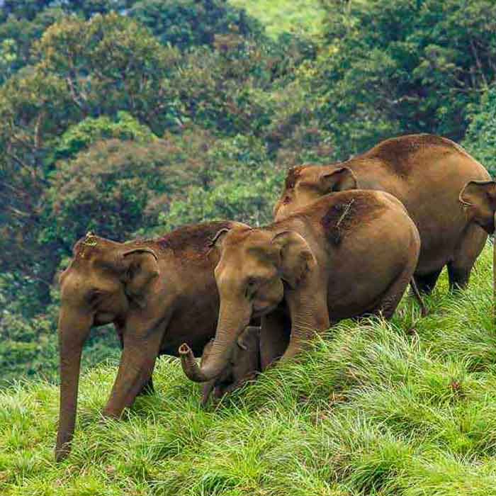 Kerala Wildlife Tour